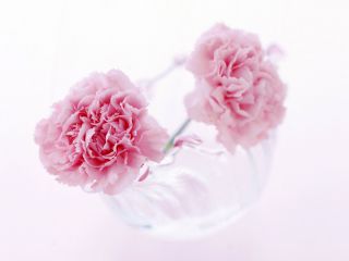 贵州药材APP