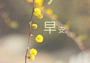 贵州药材APP