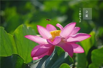 贵州药材APP