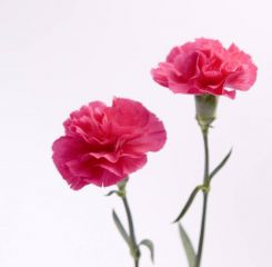 河南汽车维修平台APP