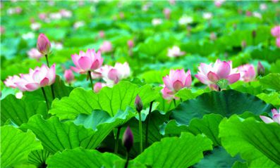 河南汽车维修平台APP
