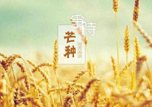 贵州药材APP