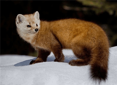 公海7108appV5.2专业版