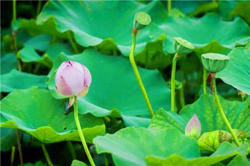 贵州药材APP