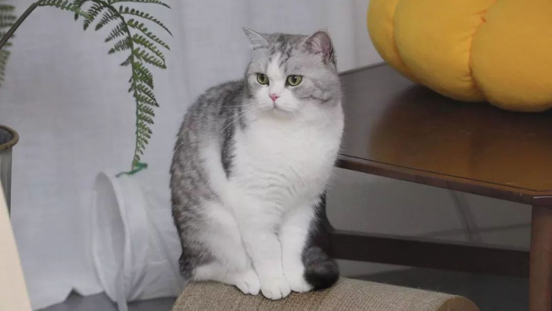 河南汽车维修平台APP