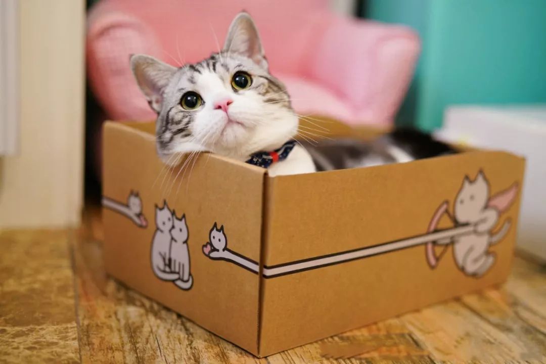 开云首页官方V4.7专业版