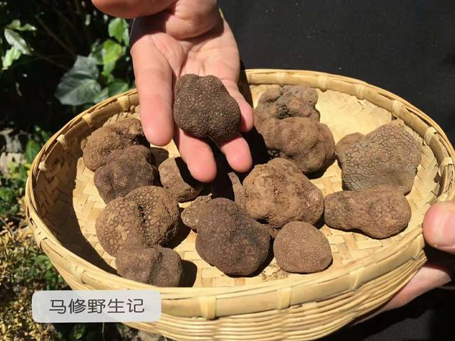 祖玛游戏豪华版