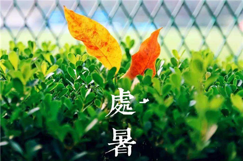 贵州药材APP