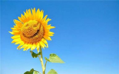 360手机卫士企业版ios版