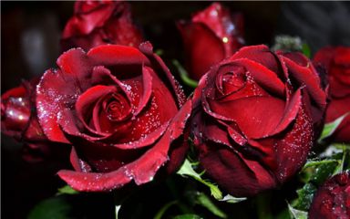 尊尚会app入口V9.6专业版