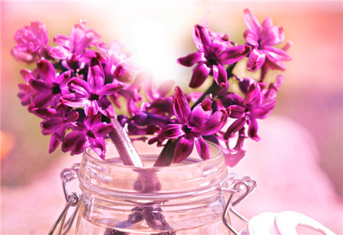 冲浪浏览器电脑版