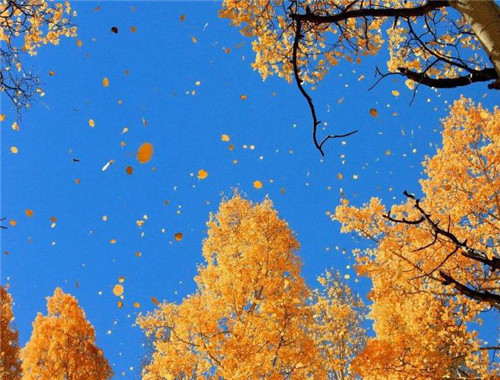 大发平台登录V2.4专业版