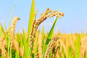 kaiyun网页版登录V9.1专业版