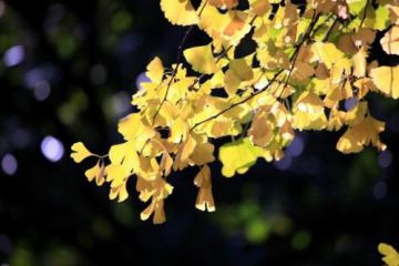永利彩票app安卓版二维码