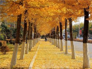 开云电子体育app官网下载2025版装备打造界面