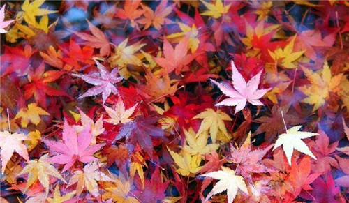河南汽车维修平台APP
