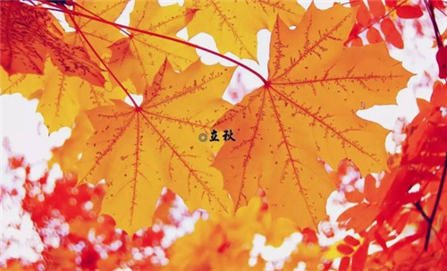 足球彩票APPV4.5专业版