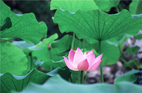 河南汽车维修平台APP