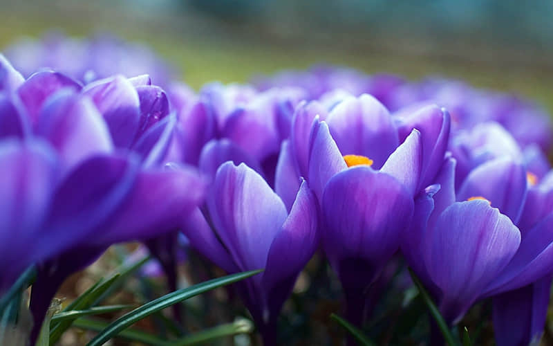 度小美管家