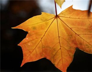 8868平台体育2025最新版赛季宣传主视觉图