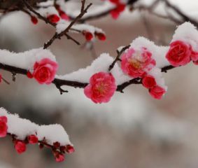 贵州药材APP