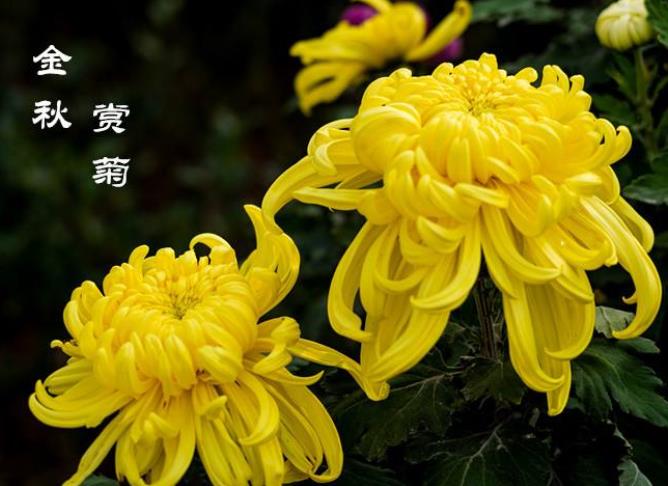 BoB半岛app 2025最新版 近未来战场场景
