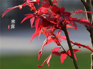 eman安卓版