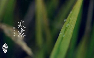 贵州药材APP