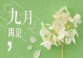 WHappV3.4专业版