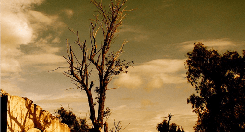 8X8app安卓版二维码