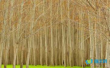 Esball世博app安卓版二维码