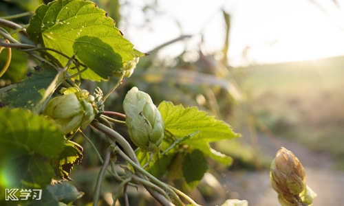 UCapp安卓版二维码