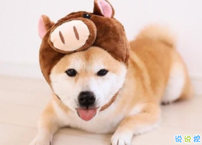 威客电竞appV7.9专业版