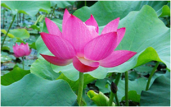 酷彩彩票入口V4.9专业版