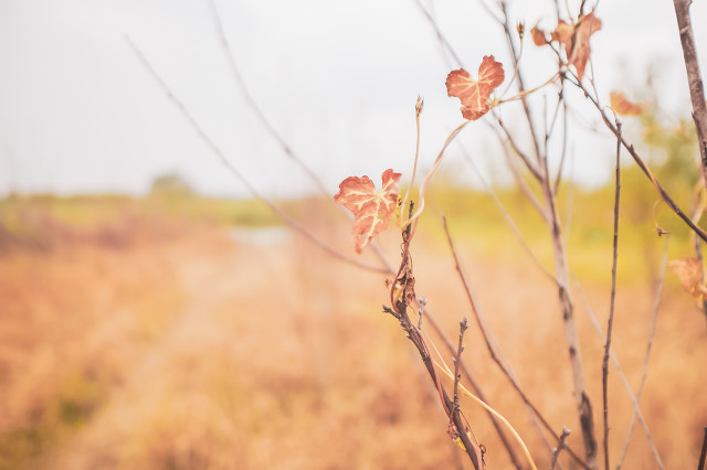 Fix Userinit(userinit.exe修复工具)