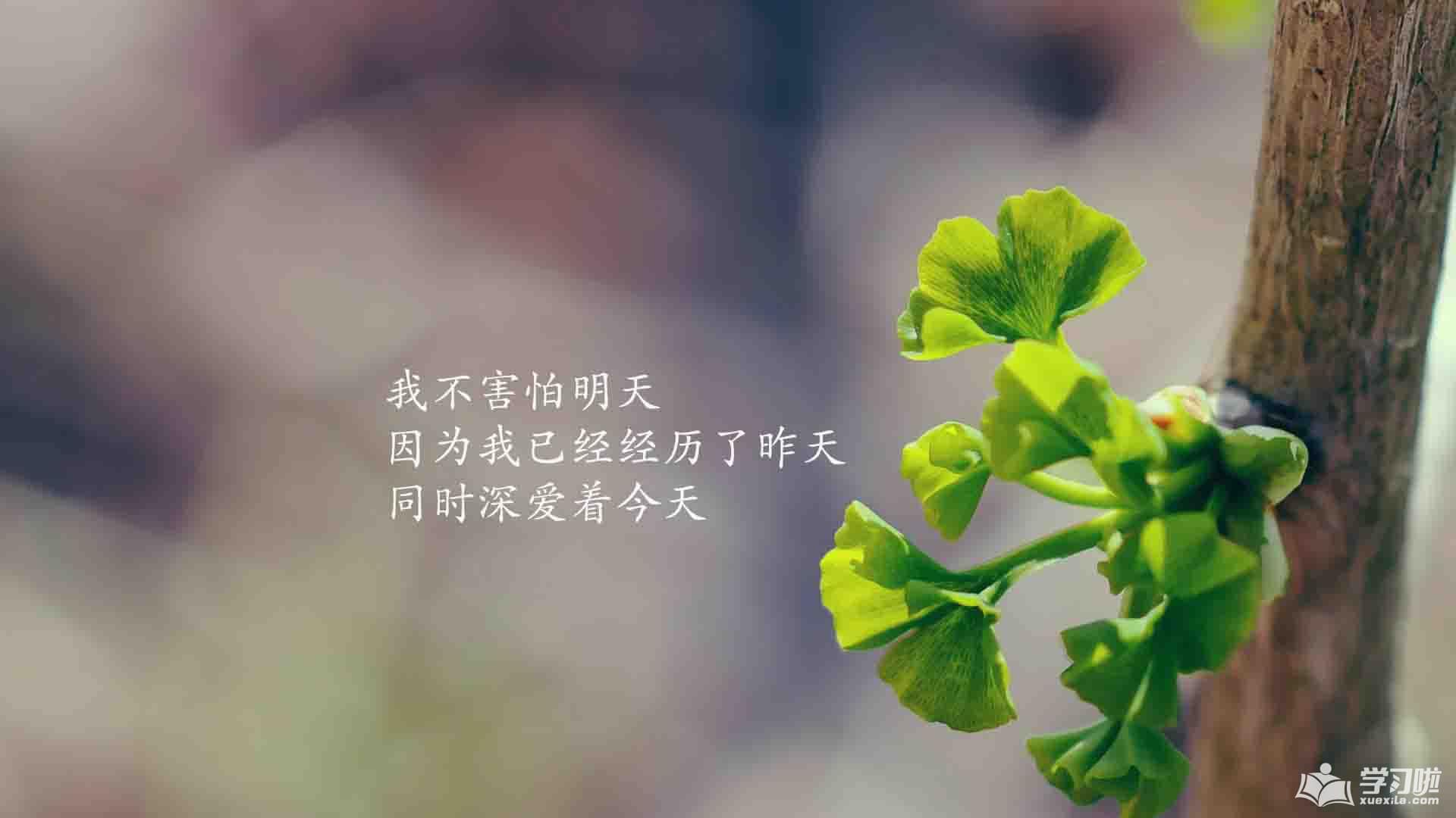 鸿博安卓安装
