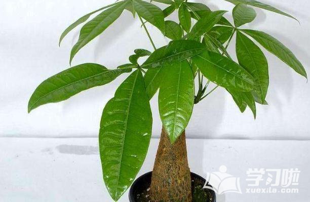 贵州药材APP