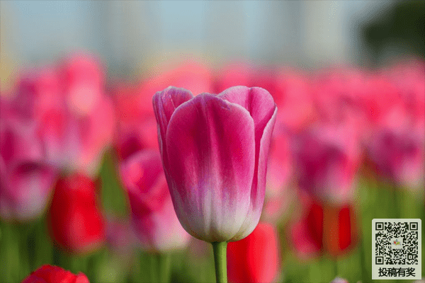 《胜博棋牌app》2025最新版新增MotoGP赛车画面