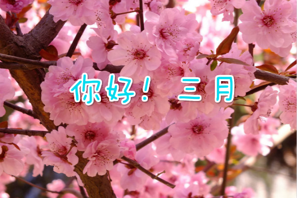 MGM美高梅V7.5专业版