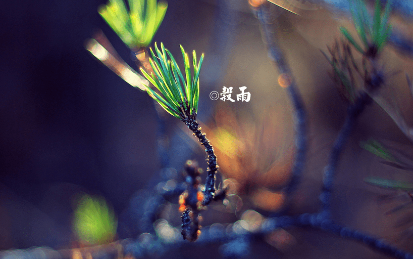 贵州药材APP