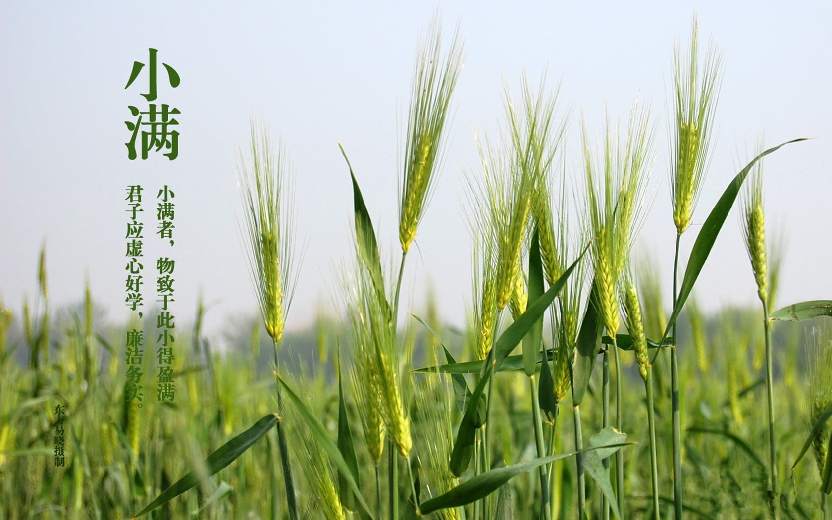 贵州药材APP