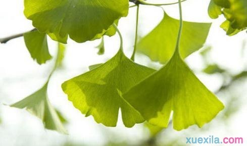 贵州药材APP