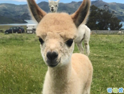 艾诺迪亚4内购修改版无限钻石