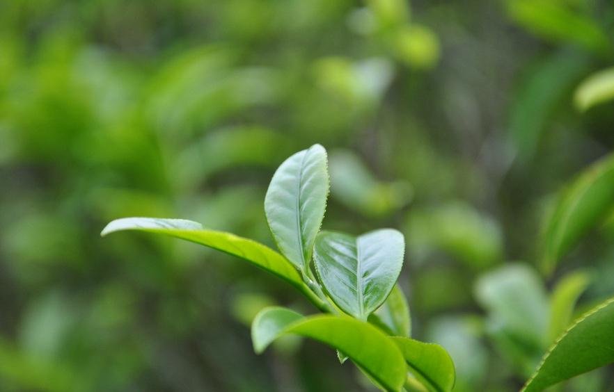 河南汽车维修平台APP