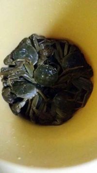 pdf全面转手机版