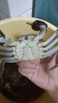 僵尸入侵之T病毒