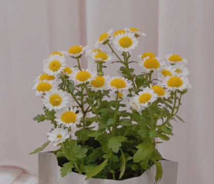 足球下单网站V8.9专业版