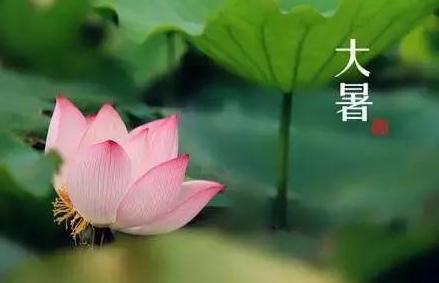 撩娃