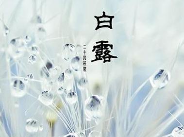 贵州药材APP