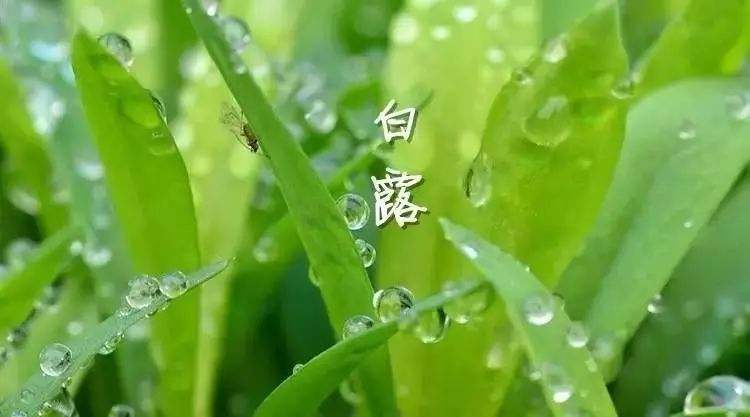 乐橙lc8网页版V2.8专业版